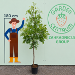 Jujuba – čínska datľa (Ziziphus jujuba) ´DONGZAO´ – výška 160–190 cm, kont. C10L, na kmienku
